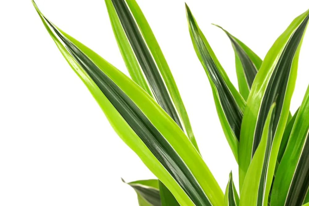 Dehner Drachenbaum - Dracaena 'Lemon Lime', Hydrokultur Clearance