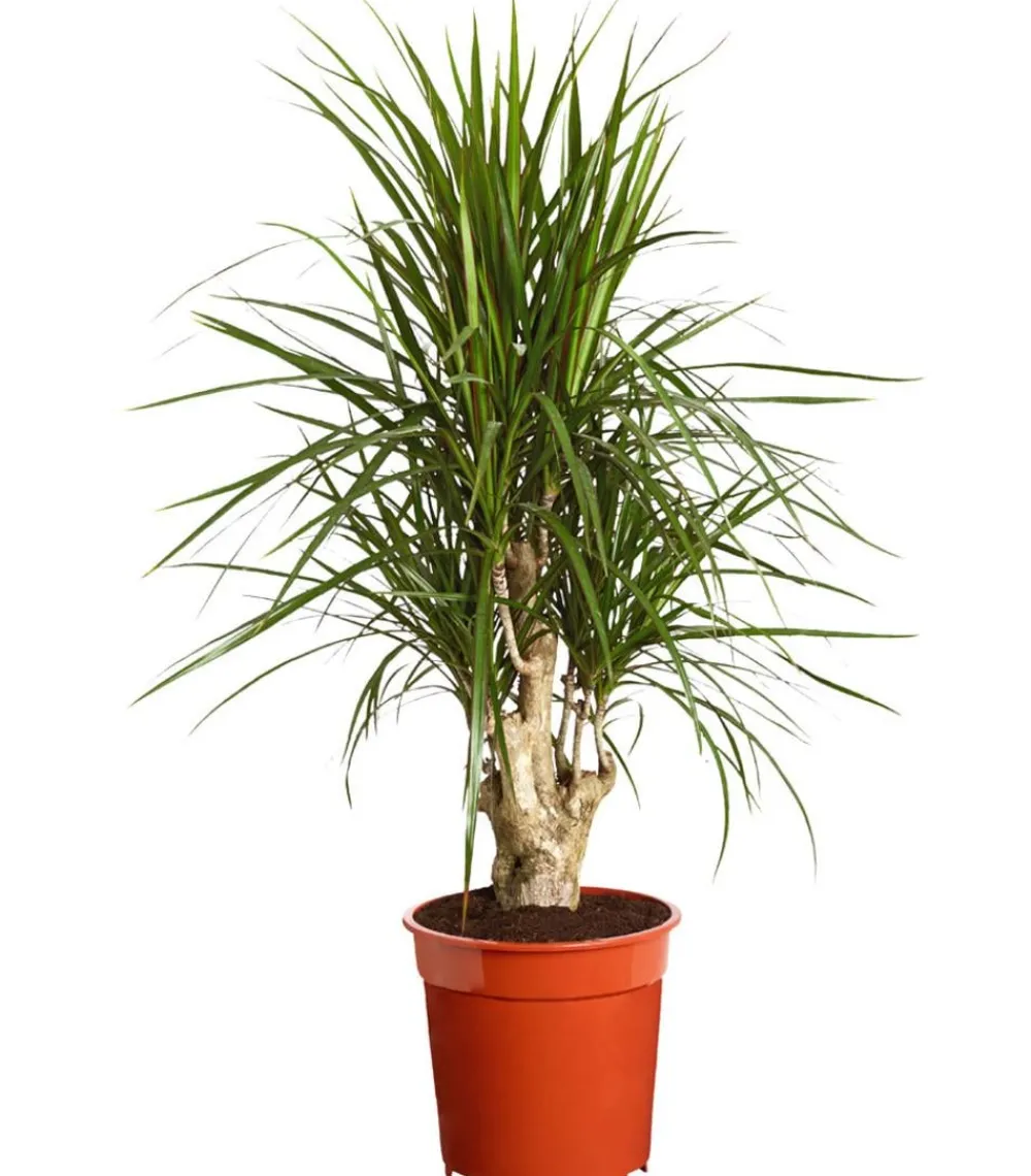 Dehner Drachenbaum - Dracaena marginata, verzweigt Grün New