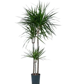 Dehner Drachenbaum - Dracaena marginata, Hydrokultur Dunkelgrün Online