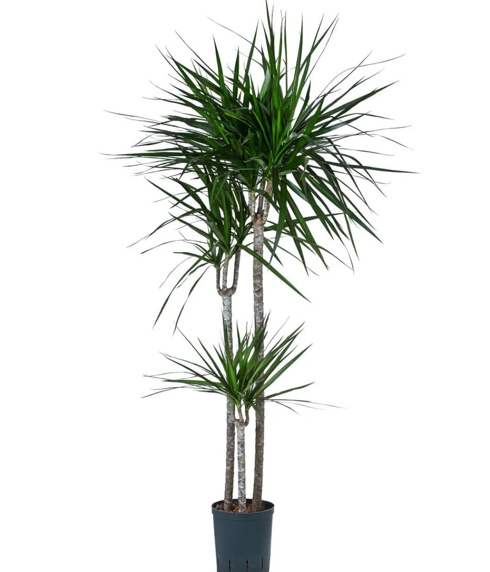Dehner Drachenbaum - Dracaena marginata, Hydrokultur Dunkelgrün Online