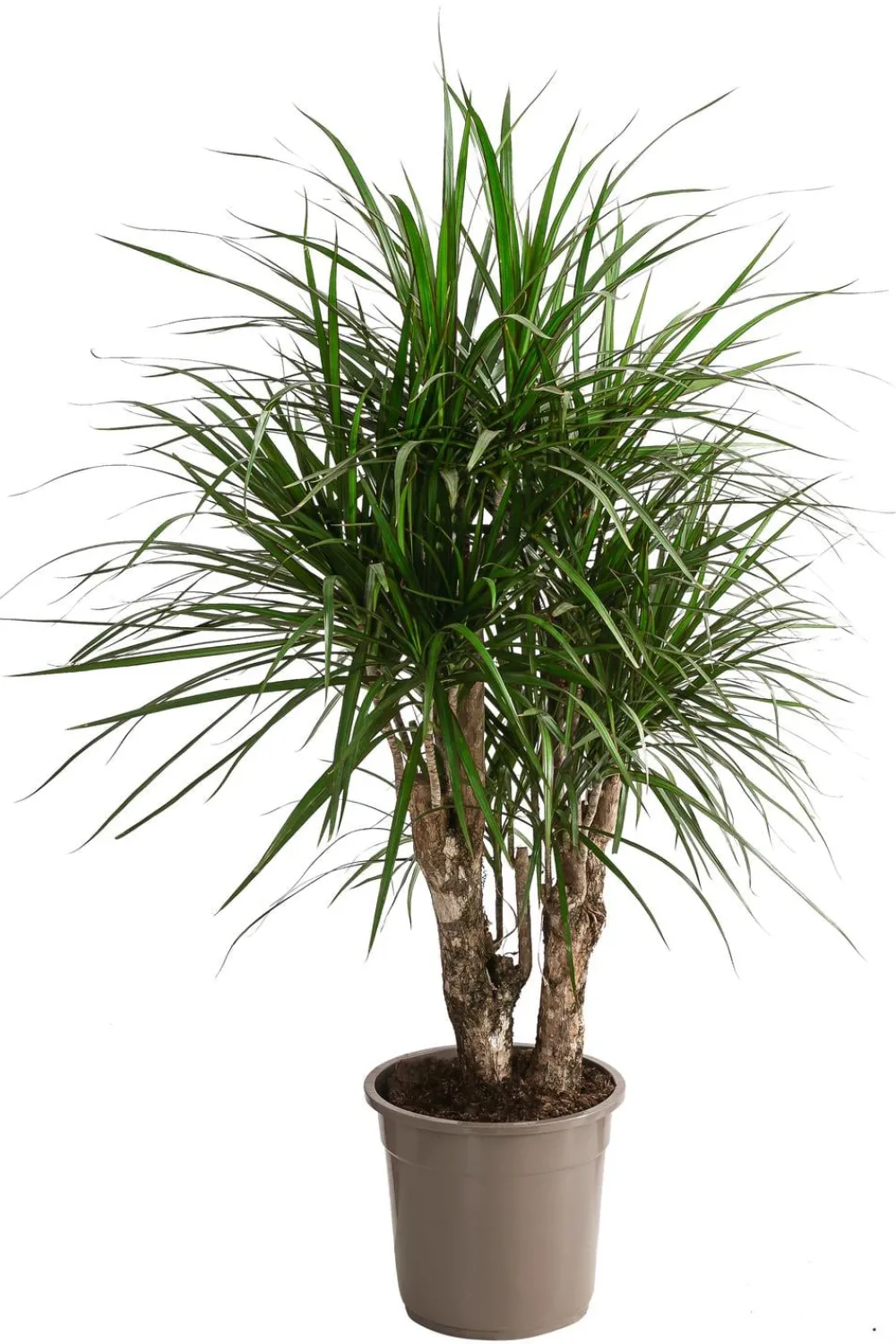 Dehner Drachenbaum & Yucca|Zimmerpalmen - Drachenbaum - Dracaena marginata, verzweigt Grün