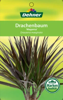 Dehner Drachenbaum & Yucca|Zimmerpalmen > Drachenbaum - Dracaena marginata 'Magenta'