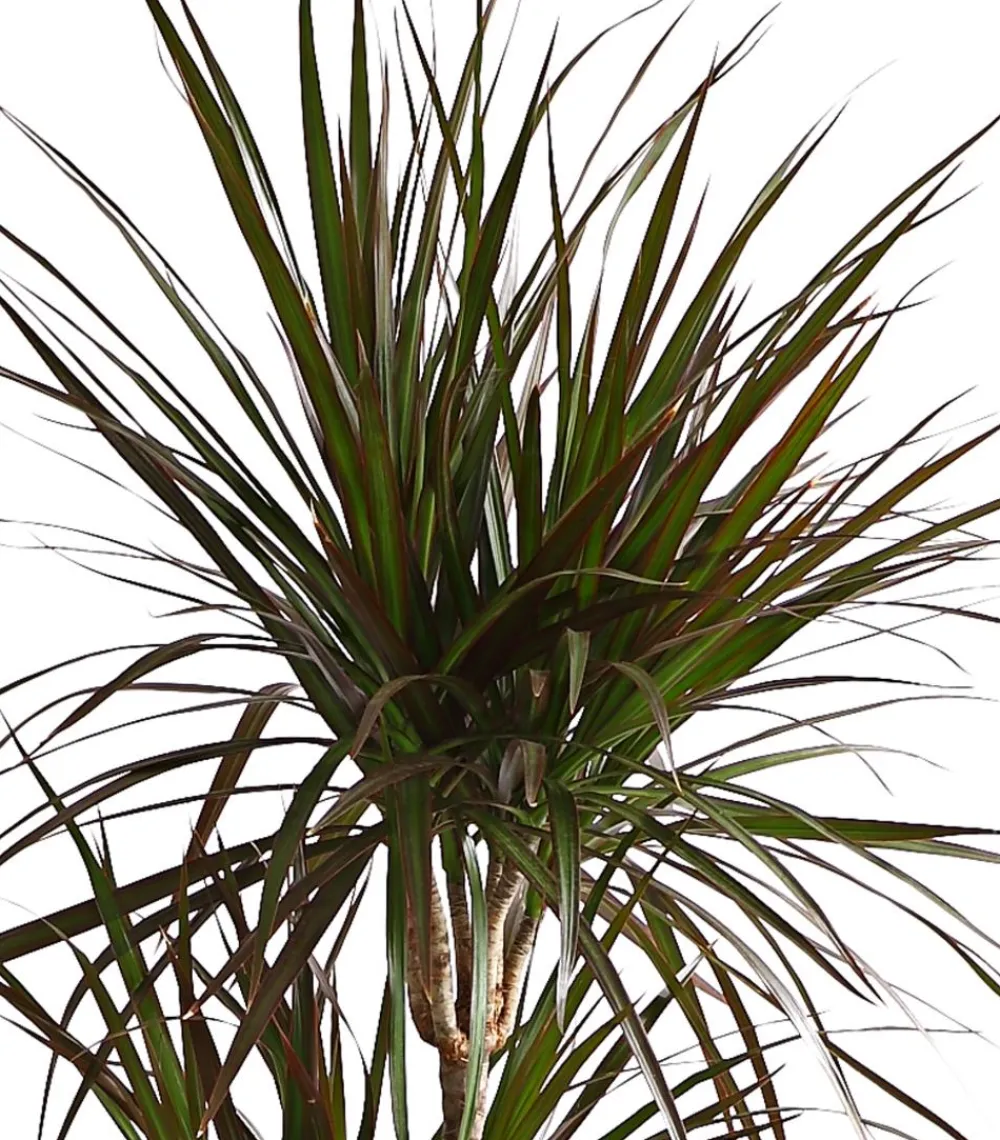 Dehner Drachenbaum & Yucca|Zimmerpalmen > Drachenbaum - Dracaena marginata 'Magenta'