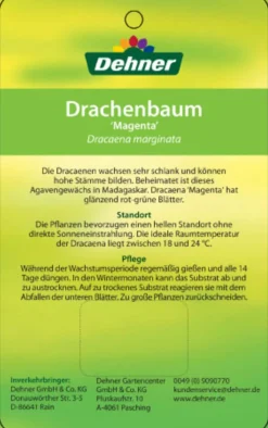Dehner Drachenbaum & Yucca|Zimmerpalmen > Drachenbaum - Dracaena marginata 'Magenta'
