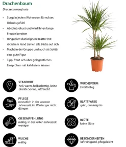 Dehner Drachenbaum & Yucca|Zimmerpalmen > Drachenbaum - Dracaena marginata