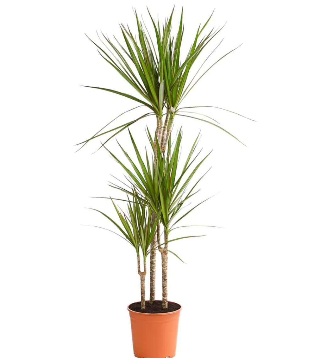 Dehner Drachenbaum & Yucca|Zimmerpalmen > Drachenbaum - Dracaena marginata