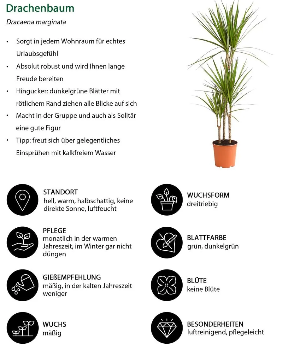 Dehner Drachenbaum & Yucca|Zimmerpalmen > Drachenbaum - Dracaena marginata
