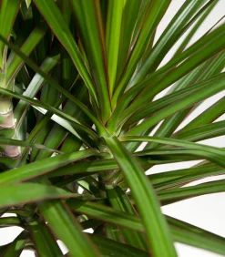 Dehner Drachenbaum & Yucca|Zimmerpalmen > Drachenbaum - Dracaena marginata