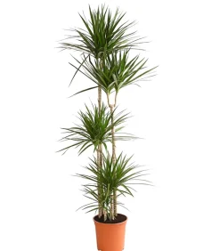 Dehner Drachenbaum - Dracaena marginata Online