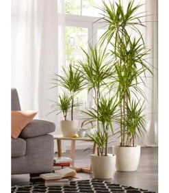 Dehner Drachenbaum - Dracaena marginata Online