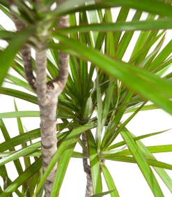 Dehner Drachenbaum - Dracaena marginata Online