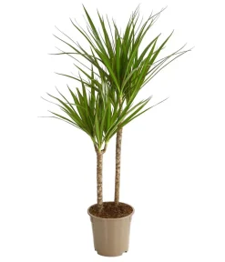 Dehner Drachenbaum - Dracaena marginata Best