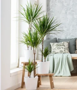 Dehner Drachenbaum - Dracaena marginata Best