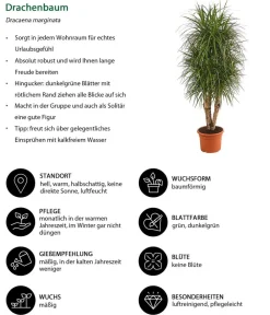 Dehner Drachenbaum - Dracaena marginata