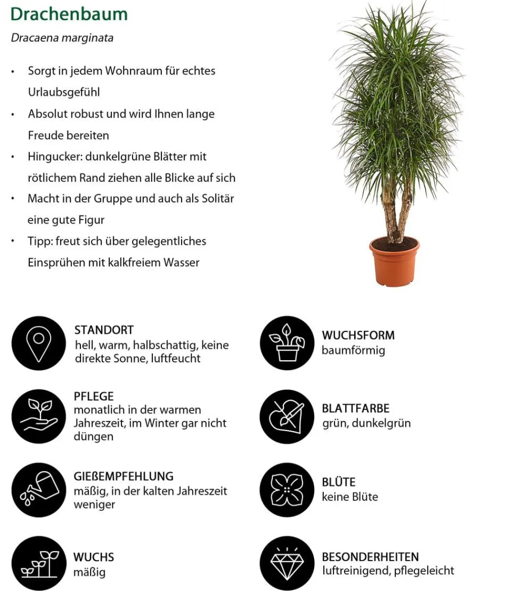 Dehner Drachenbaum - Dracaena marginata