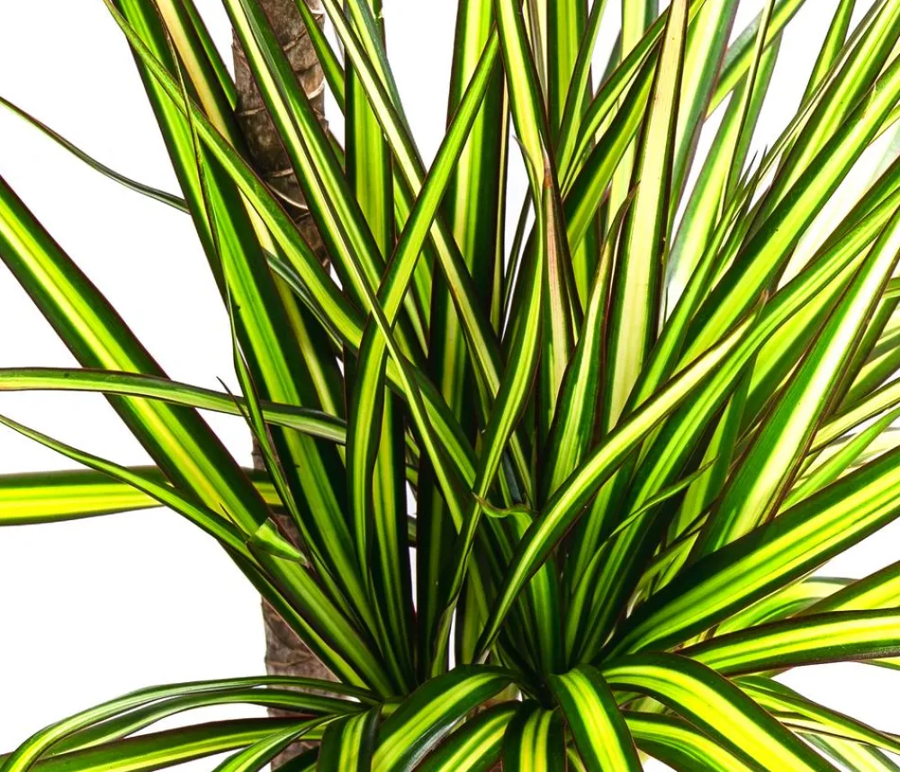 Dehner Drachenbaum & Yucca|Zimmerpalmen > Drachenbaum - Dracaena marginata 'Sunray'