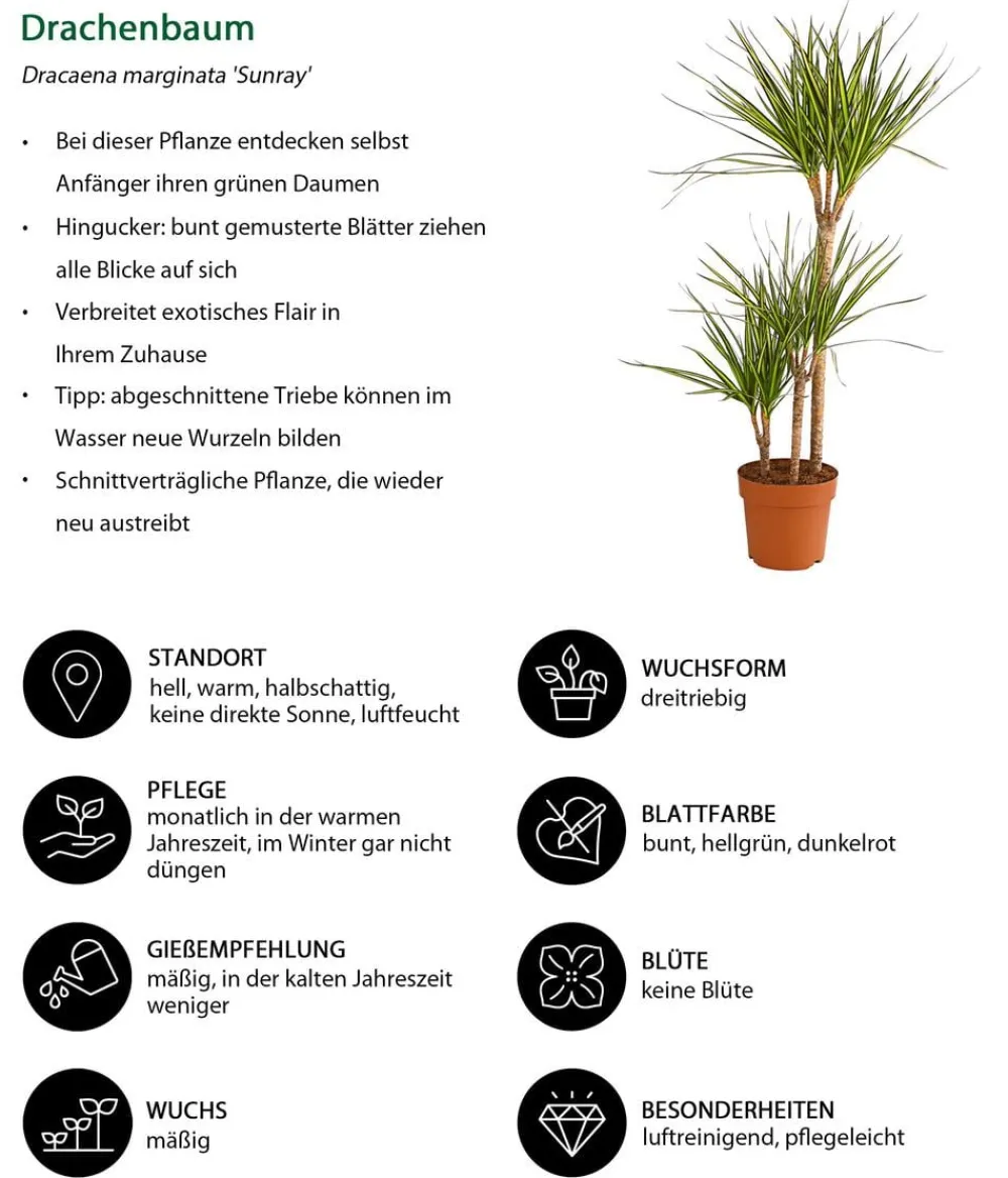 Dehner Drachenbaum & Yucca|Zimmerpalmen > Drachenbaum - Dracaena marginata 'Sunray'