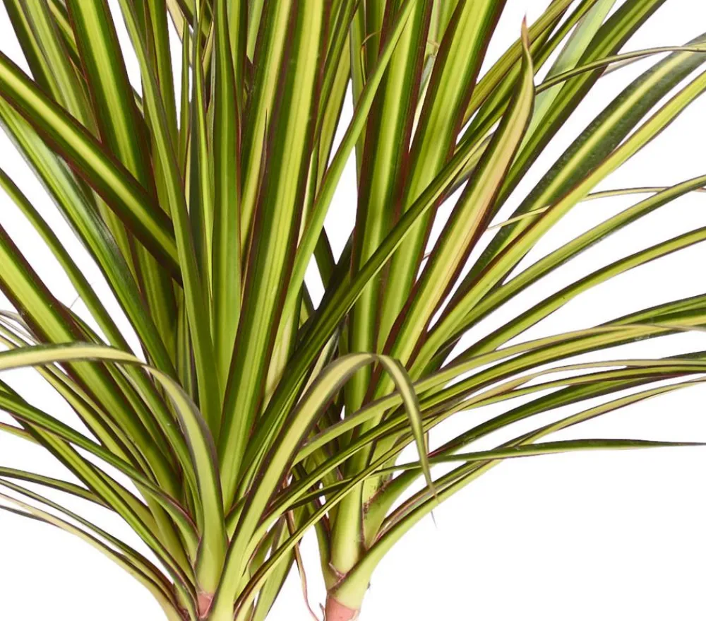 Dehner Drachenbaum & Yucca|Zimmerpalmen > Drachenbaum - Dracaena marginata 'Sunray'