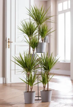 Dehner Drachenbaum & Yucca|Zimmerpalmen > Drachenbaum - Dracaena marginata 'Sunray'