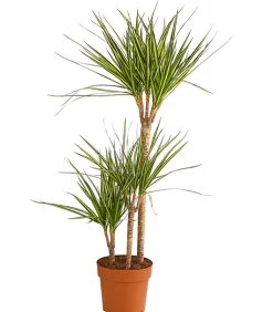 Dehner Drachenbaum & Yucca|Zimmerpalmen > Drachenbaum - Dracaena marginata 'Sunray'