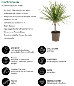 Dehner Drachenbaum & Yucca|Zimmerpalmen > Drachenbaum - Dracaena marginata 'Sunray'