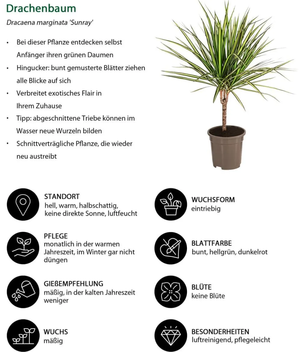 Dehner Drachenbaum & Yucca|Zimmerpalmen > Drachenbaum - Dracaena marginata 'Sunray'