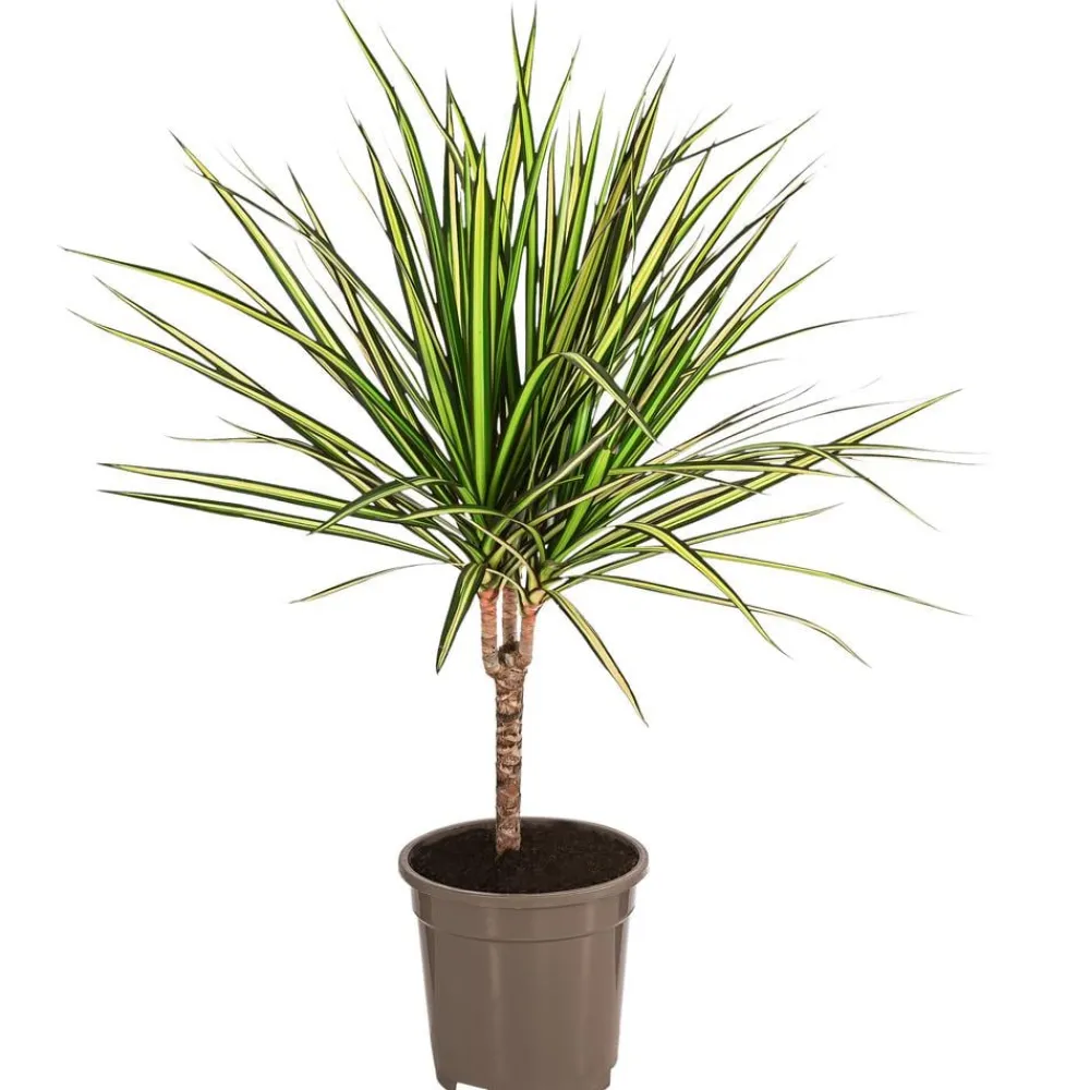 Dehner Drachenbaum & Yucca|Zimmerpalmen > Drachenbaum - Dracaena marginata 'Sunray'