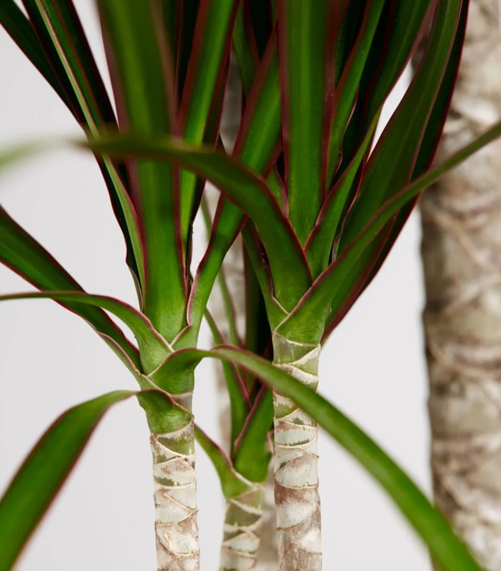 Dehner Drachenbaum & Yucca|Zimmerpalmen - Drachenbaum - Dracaena marginata