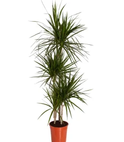Dehner Drachenbaum & Yucca|Zimmerpalmen - Drachenbaum - Dracaena marginata