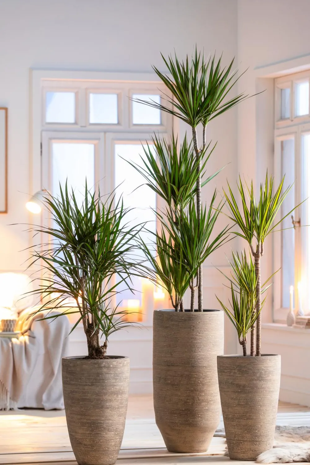 Dehner Drachenbaum & Yucca|Zimmerpalmen - Drachenbaum - Dracaena marginata