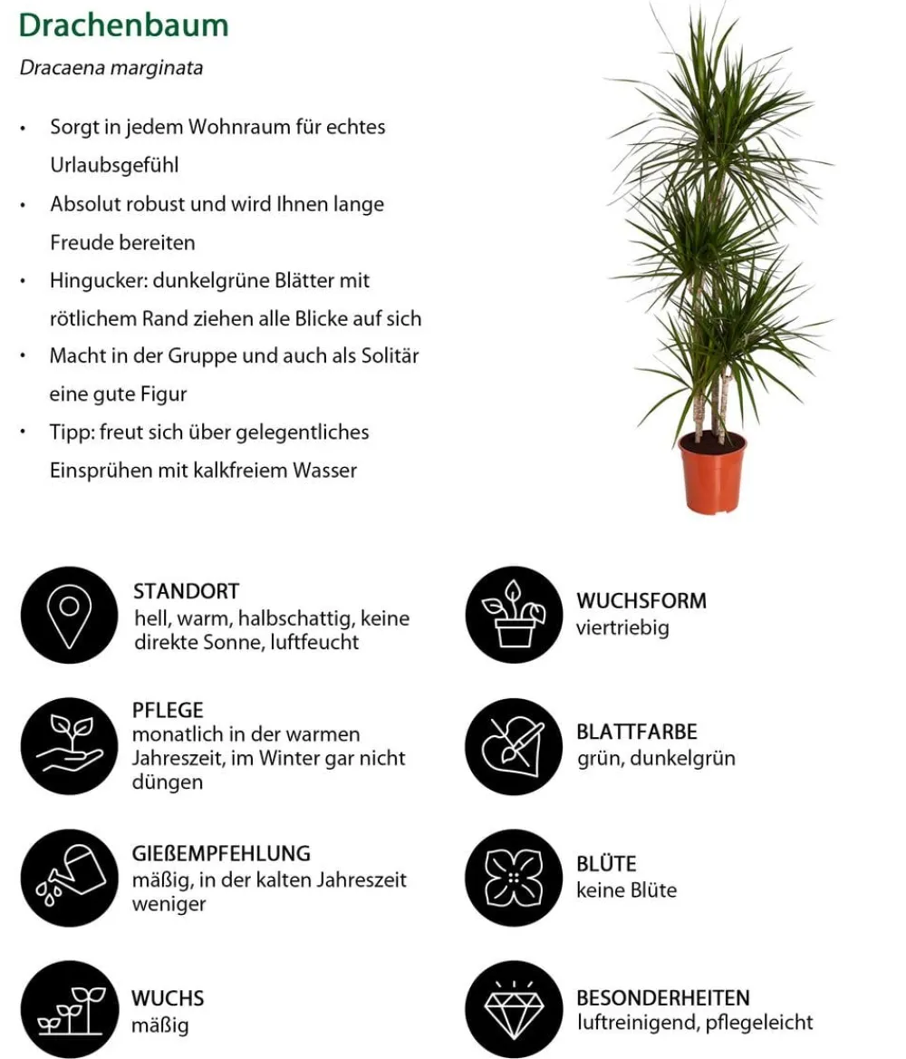 Dehner Drachenbaum & Yucca|Zimmerpalmen - Drachenbaum - Dracaena marginata