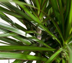 Dehner Drachenbaum & Yucca|Zimmerpalmen - Drachenbaum - Dracaena marginata