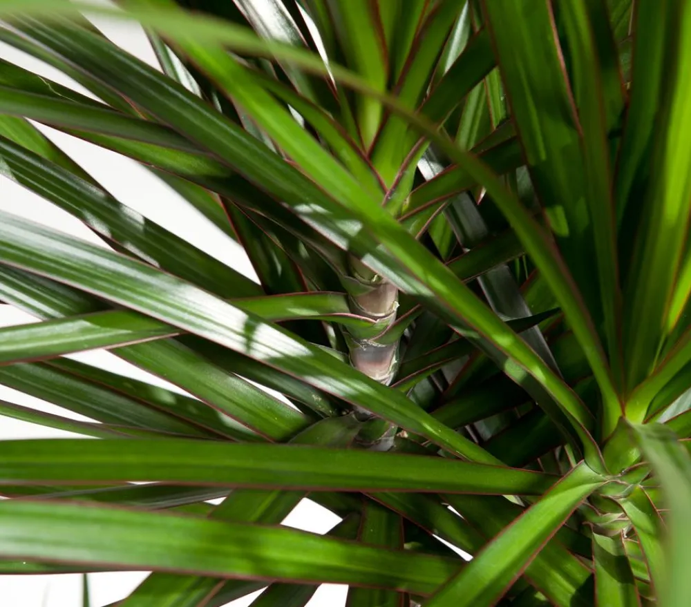 Dehner Drachenbaum & Yucca|Zimmerpalmen - Drachenbaum - Dracaena marginata