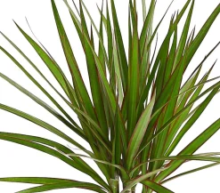 Dehner Drachenbaum & Yucca|Zimmerpalmen - Drachenbaum - Dracaena marginata