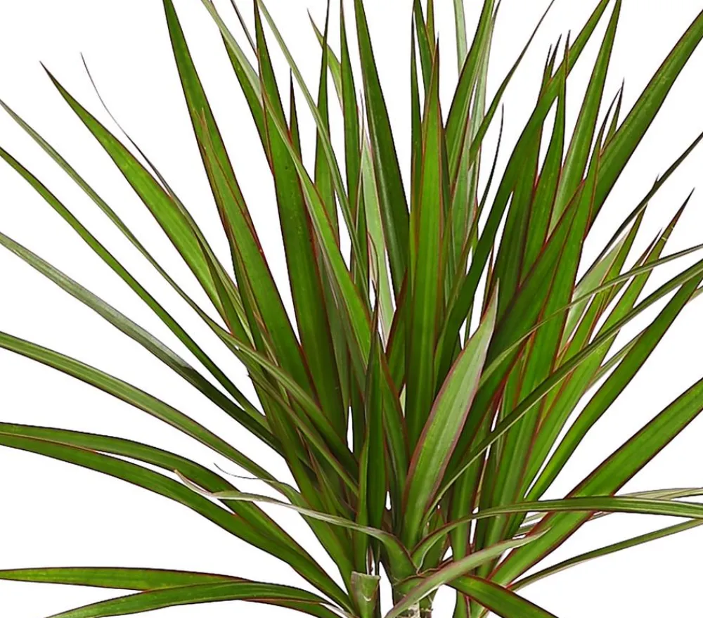Dehner Drachenbaum & Yucca|Zimmerpalmen - Drachenbaum - Dracaena marginata