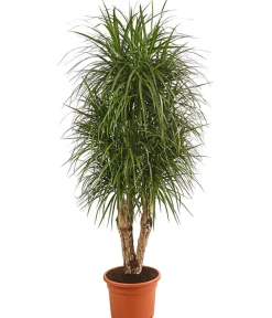 Dehner Drachenbaum & Yucca|Zimmerpalmen - Drachenbaum - Dracaena marginata
