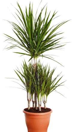 Dehner Drachenbaum & Yucca|Zimmerpalmen > Drachenbaum - Dracaena marginata, Karussell