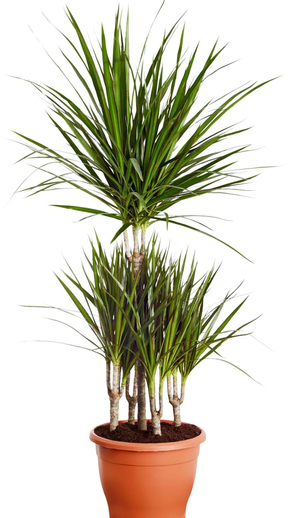 Dehner Drachenbaum & Yucca|Zimmerpalmen > Drachenbaum - Dracaena marginata, Karussell