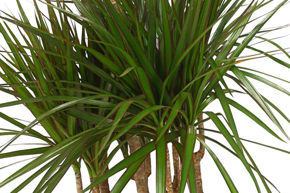Dehner Drachenbaum & Yucca|Zimmerpalmen > Drachenbaum - Dracaena marginata, Karussell
