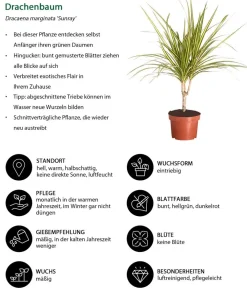 Dehner Drachenbaum - Dracaena marginata 'Sunray' New