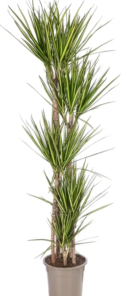 Dehner Drachenbaum - Dracaena marginata 'Sunray'