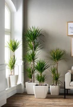 Dehner Drachenbaum - Dracaena marginata 'Sunray'