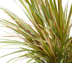 Dehner Drachenbaum - Dracaena marginata 'Bicolor' Hot
