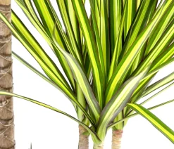 Dehner Drachenbaum & Yucca|Zimmerpalmen - Drachenbaum - Dracaena marginata 'Sunray'
