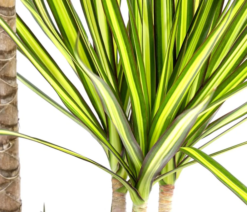 Dehner Drachenbaum & Yucca|Zimmerpalmen - Drachenbaum - Dracaena marginata 'Sunray'
