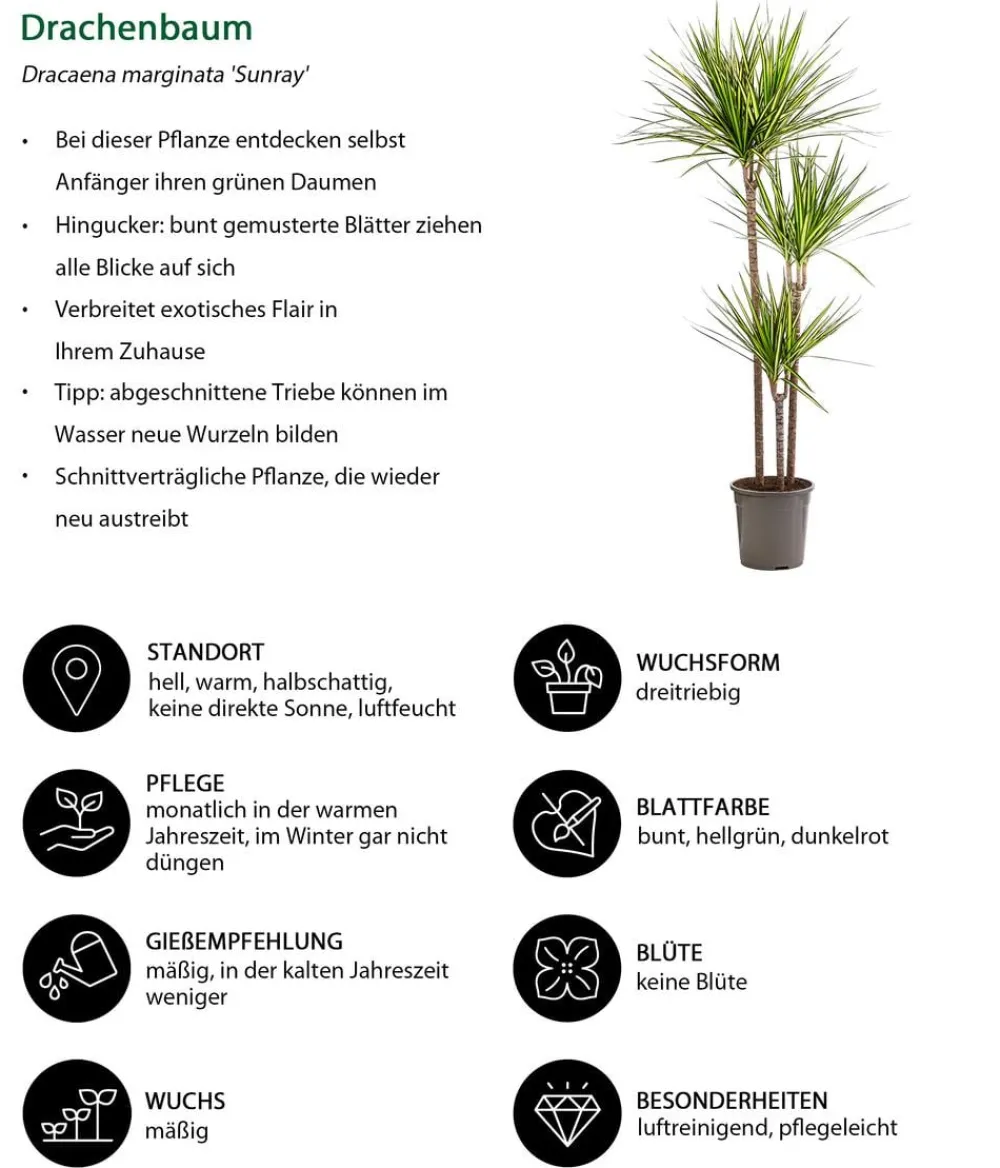 Dehner Drachenbaum & Yucca|Zimmerpalmen - Drachenbaum - Dracaena marginata 'Sunray'