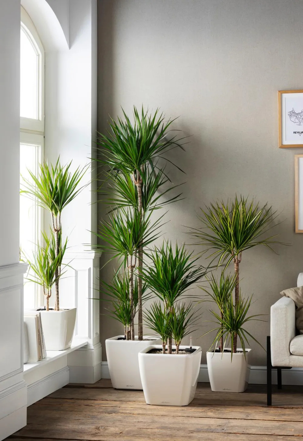 Dehner Drachenbaum & Yucca|Zimmerpalmen - Drachenbaum - Dracaena marginata 'Sunray'