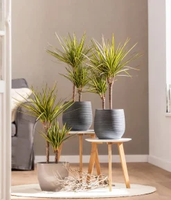 Dehner Drachenbaum & Yucca|Zimmerpalmen - Drachenbaum - Dracaena marginata 'Sunray'