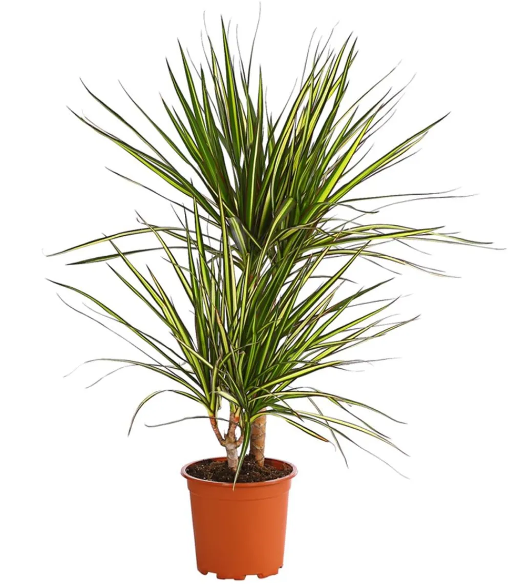 Dehner Drachenbaum & Yucca|Zimmerpalmen - Drachenbaum - Dracaena marginata 'Sunray'