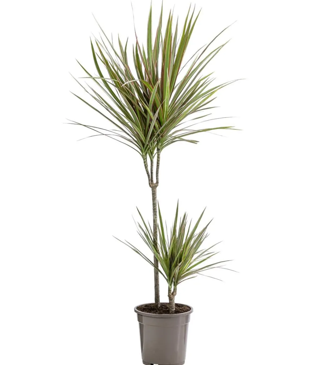 Dehner Drachenbaum & Yucca|Zimmerpalmen - Drachenbaum - Dracaena marginata 'Bicolor'